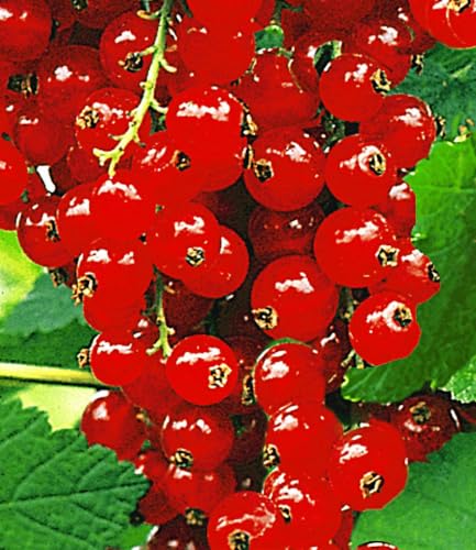 baldur-garten-johannisbeere-rote-rovada-pflanze-im-2-liter-topf image 6