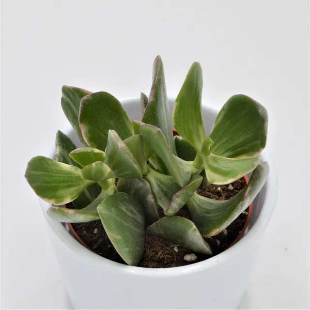 pasiora-crassula-ovata-f-variegata-8-5cm image 1