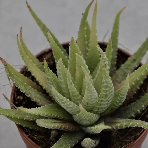 pasiora-haworthia-fasciata-variegata-sukkulente-6-5-cm-topf image 1
