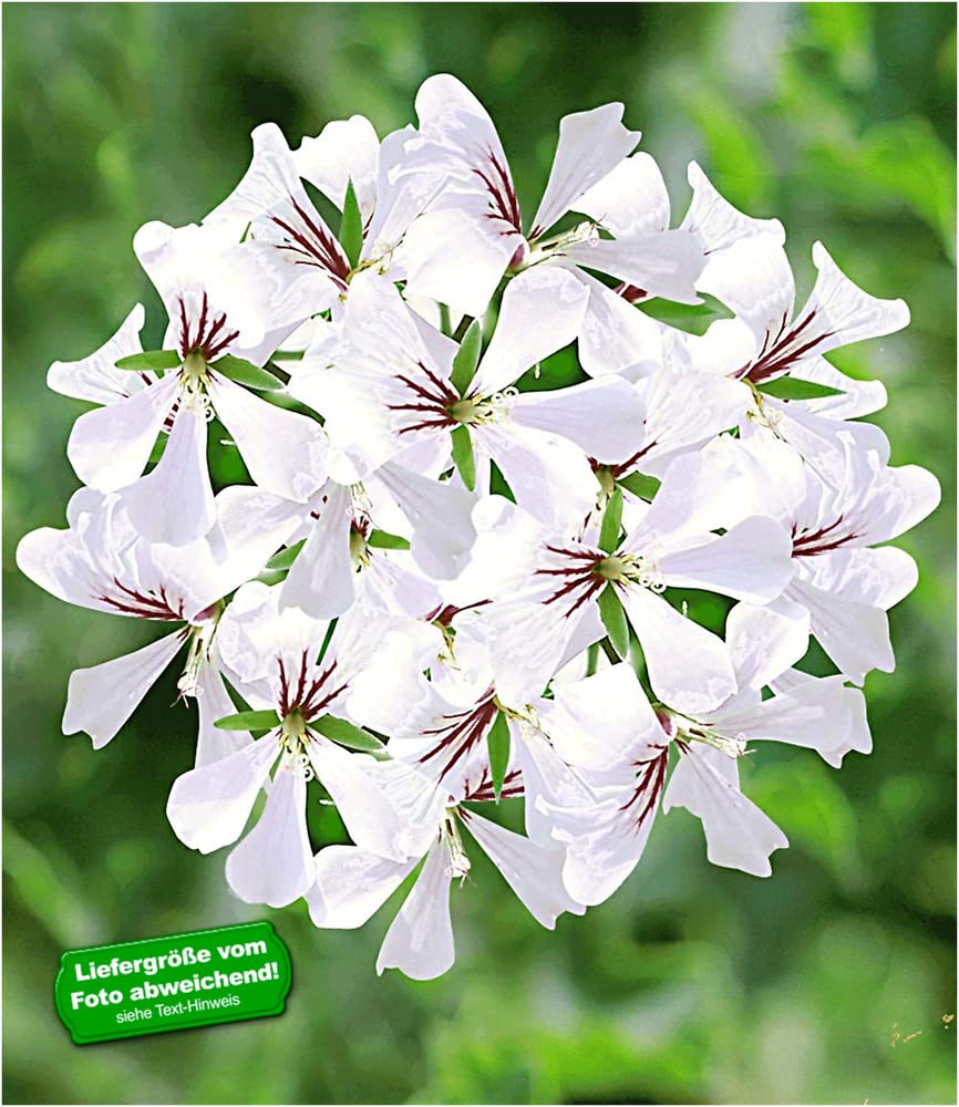baldur-garten-tiroler-h-nge-geranie-schneewei-3-pflanzen image 1