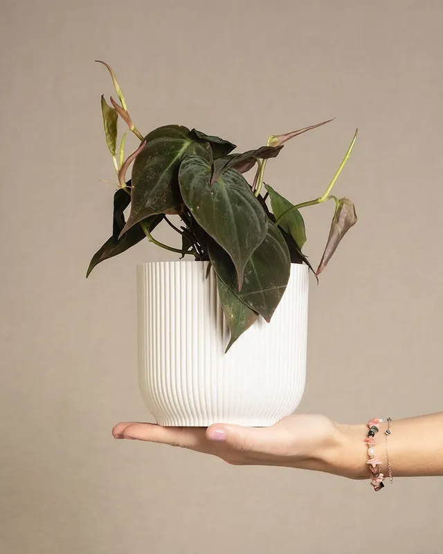 feey-philodendron-micans-h-ngepflanze-samtig image 1