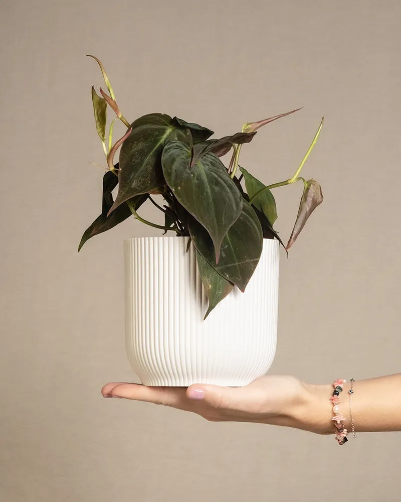 feey-philodendron-micans-h-ngepflanze-samtig image 1