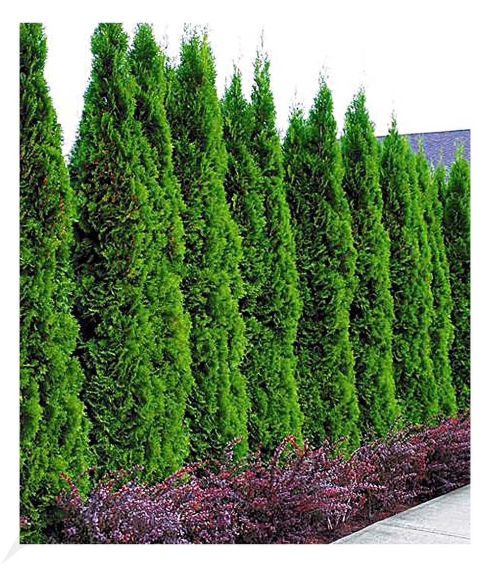 baldur-garten-10x-thuja-smaragd-lebensbaum-hecke-im-9x9-cm-topf image 1