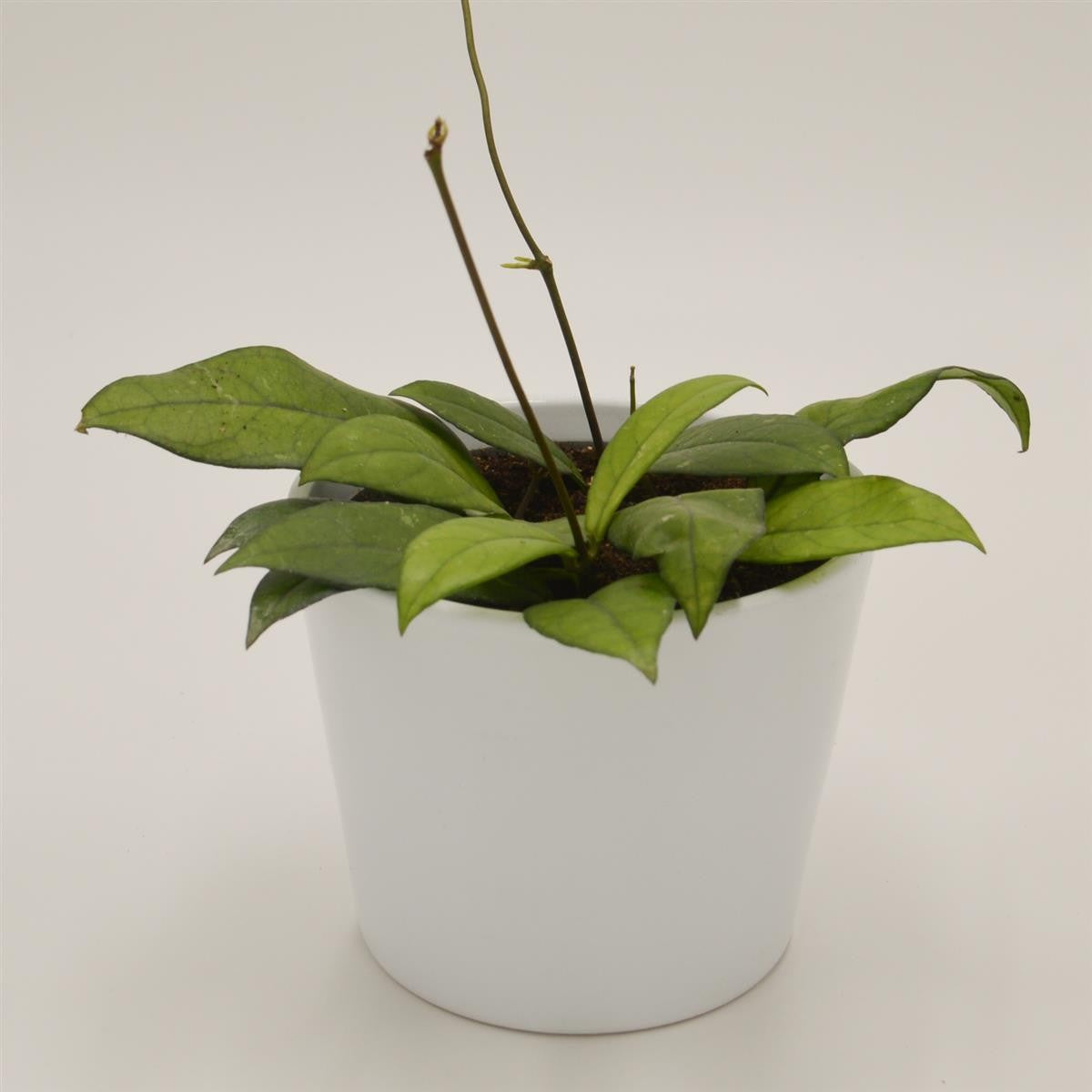 pasiora-hoya-krohniana-eskimo-zimmerpflanze-12cm-topf image 2