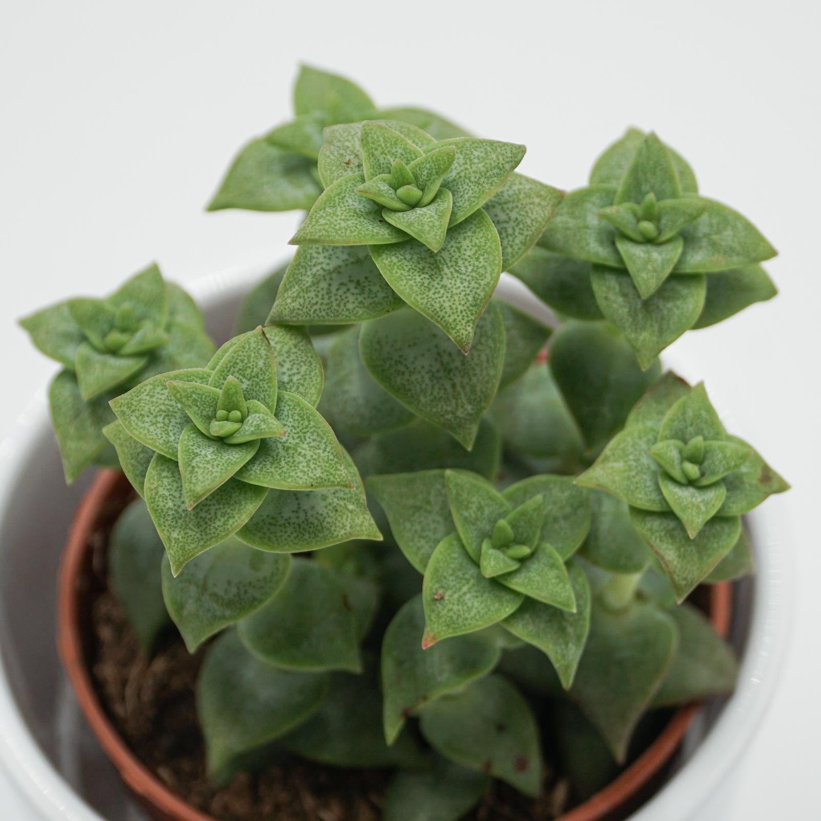 pasiora-crassula-perforata-sukkulente-8-5cm-topf image 2