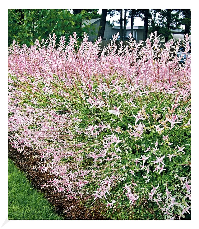 baldur-garten-salix-hecke-hakuro-nishiki-11-cm-topf image 1