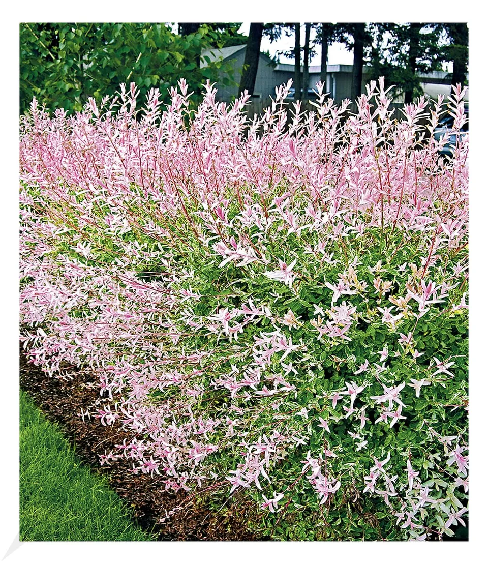 baldur-garten-salix-hecke-hakuro-nishiki-11-cm-topf image 1