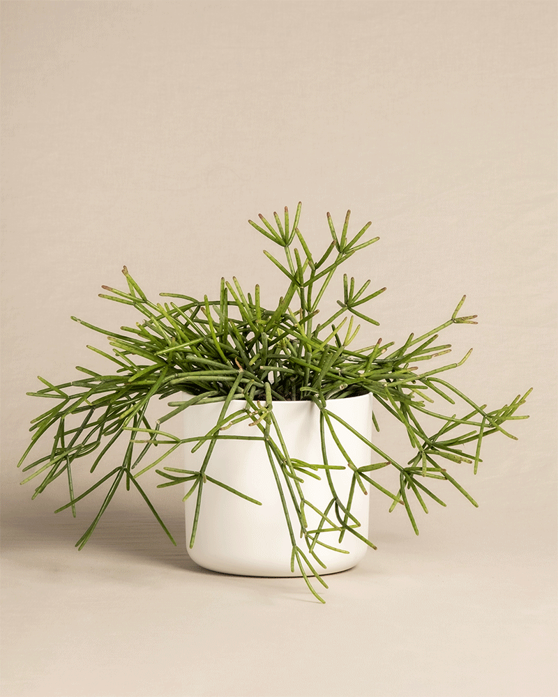 feey-rhipsalis-neves-armondii-zimmerpflanze-halbschattig image 8