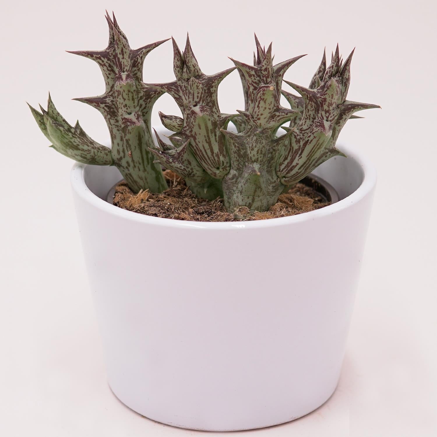 pasiora-orbea-decaisneana-subsp-hesperidum-aasblume-8cm-topf image 3