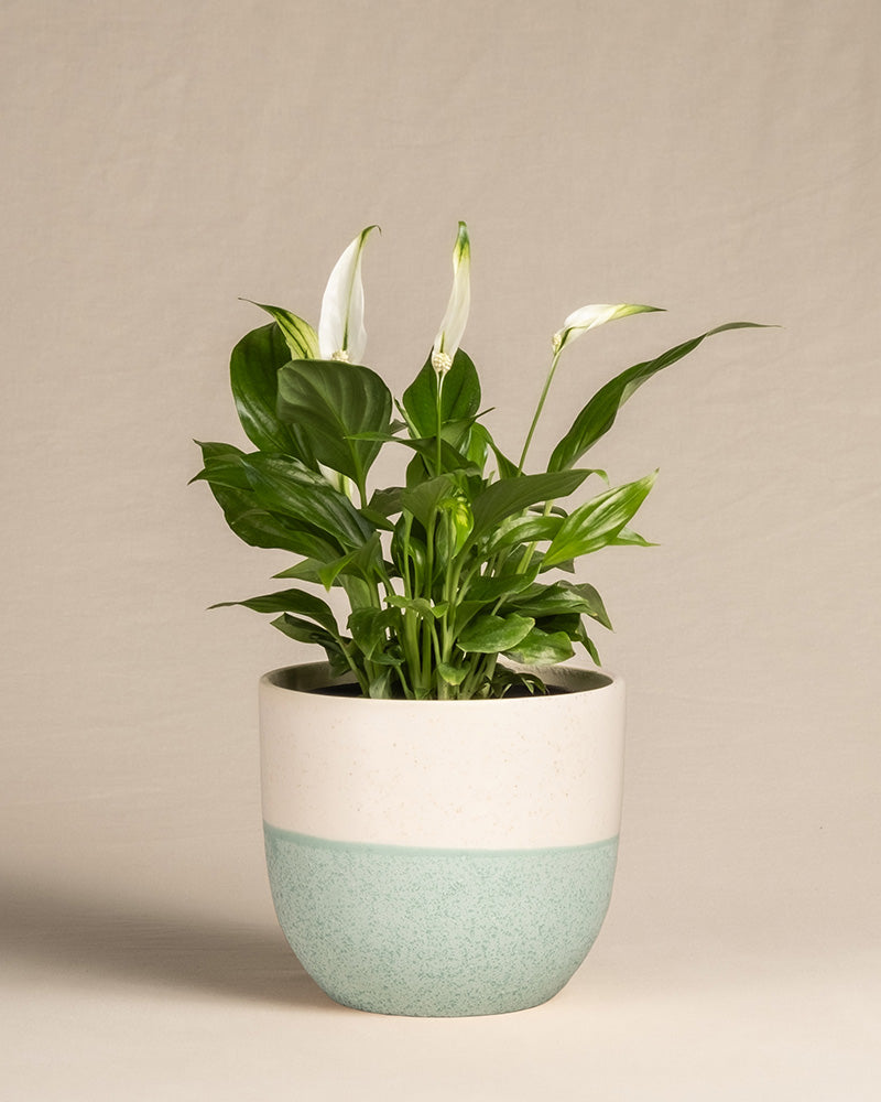 feey-einblatt-spathiphyllum-wallisii-friedenslilie-klein image 5