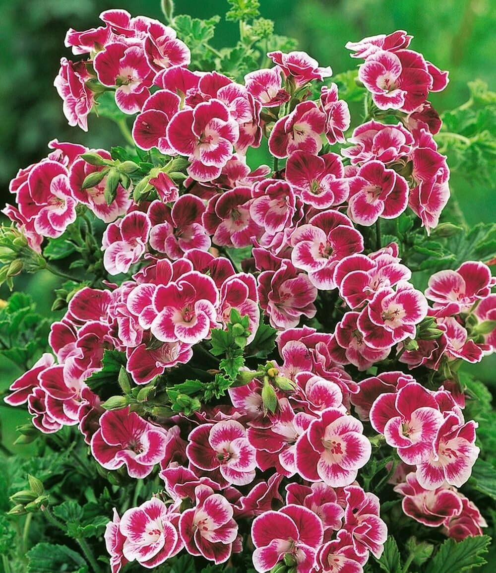 baldur-garten-3x-duft-geranie-moskito-schocker-10-5-cm-topf image 3