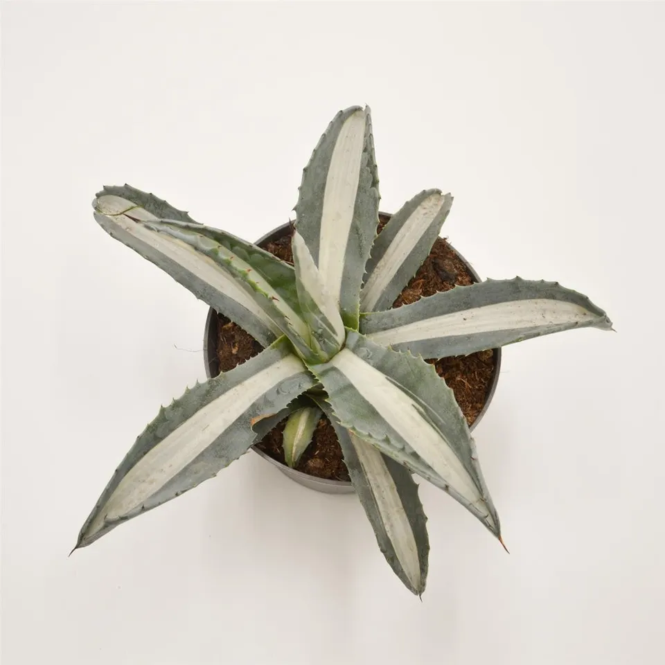 pasiora-agave-americana-f-mediopicta-alba-sukkulente-13cm-topf image 1