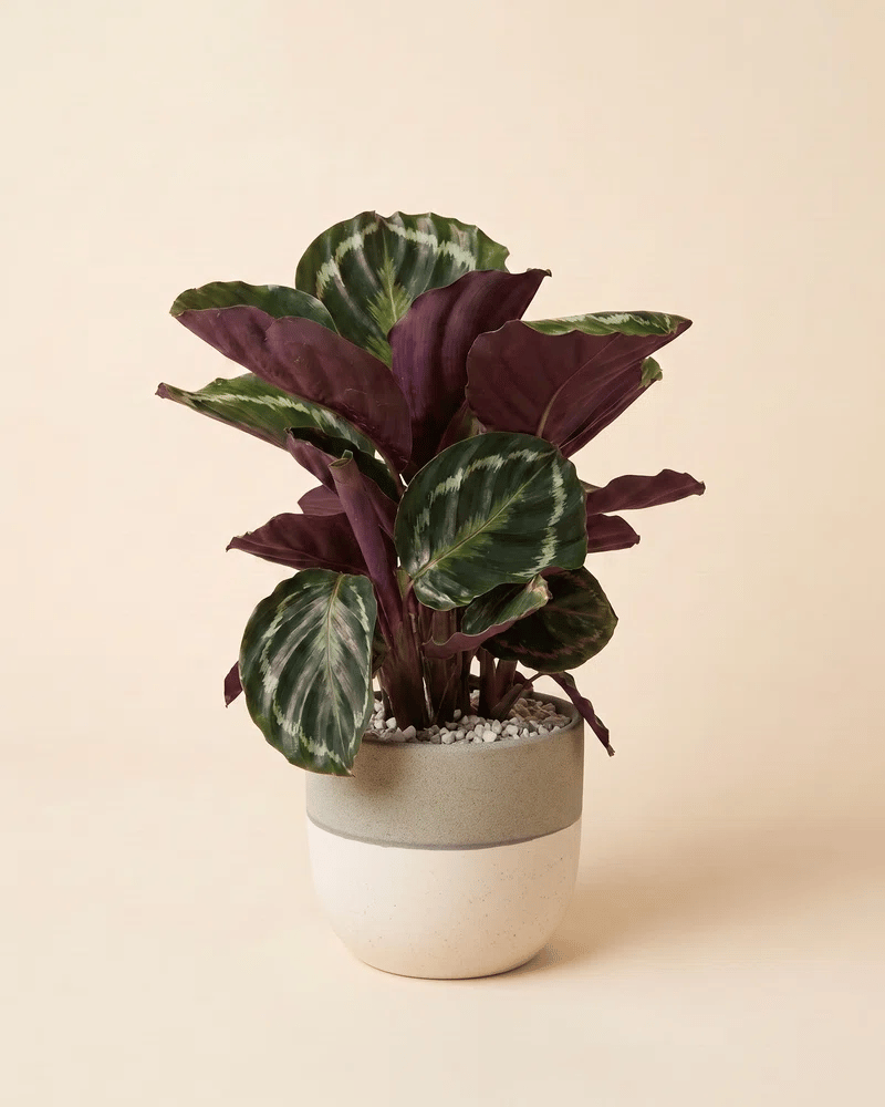 feey-calathea-roseopicta-korbmarante-neuheit image 5