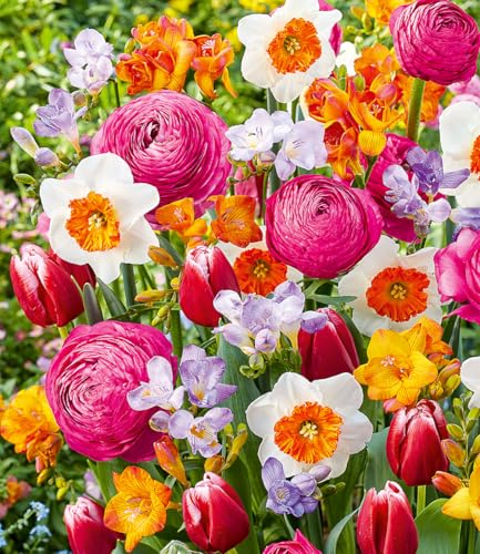baldur-garten-blumenzwiebel-mix-happy-spring-25er-narzisse-tulpe-ranunkel-freesi image 2