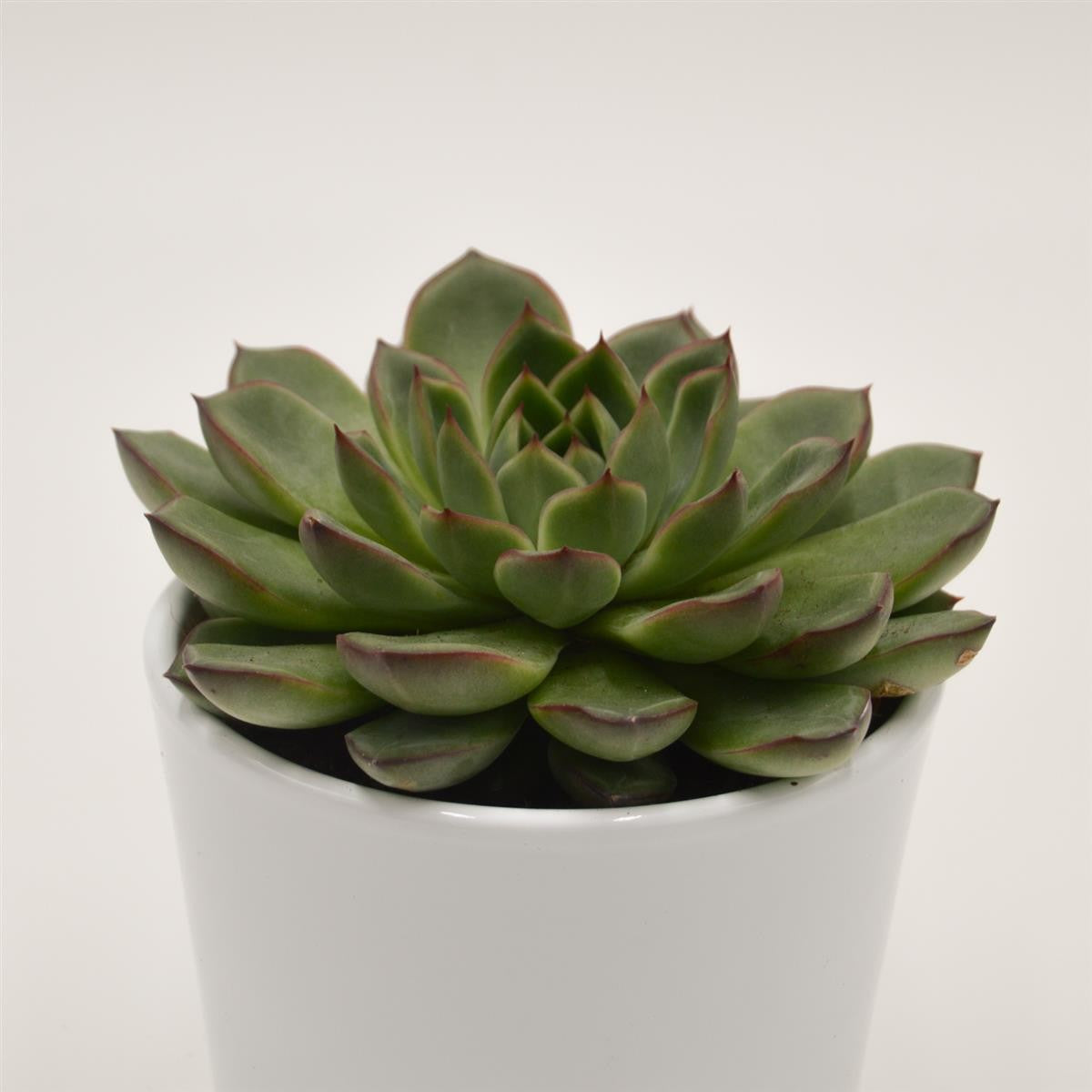 pasiora-echeveria-amado-echeverie-10-5cm-topf image 2