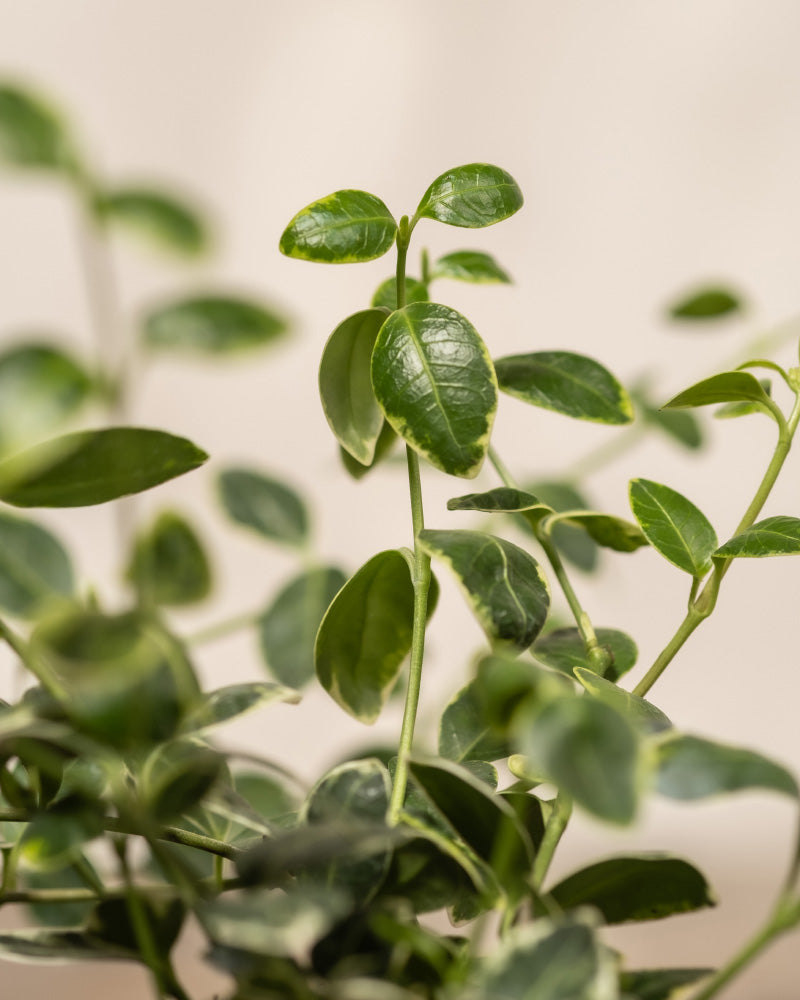feey-vinca-minor-kleines-immergr-n-6er-set-f-r-garten-und-balkon image 8