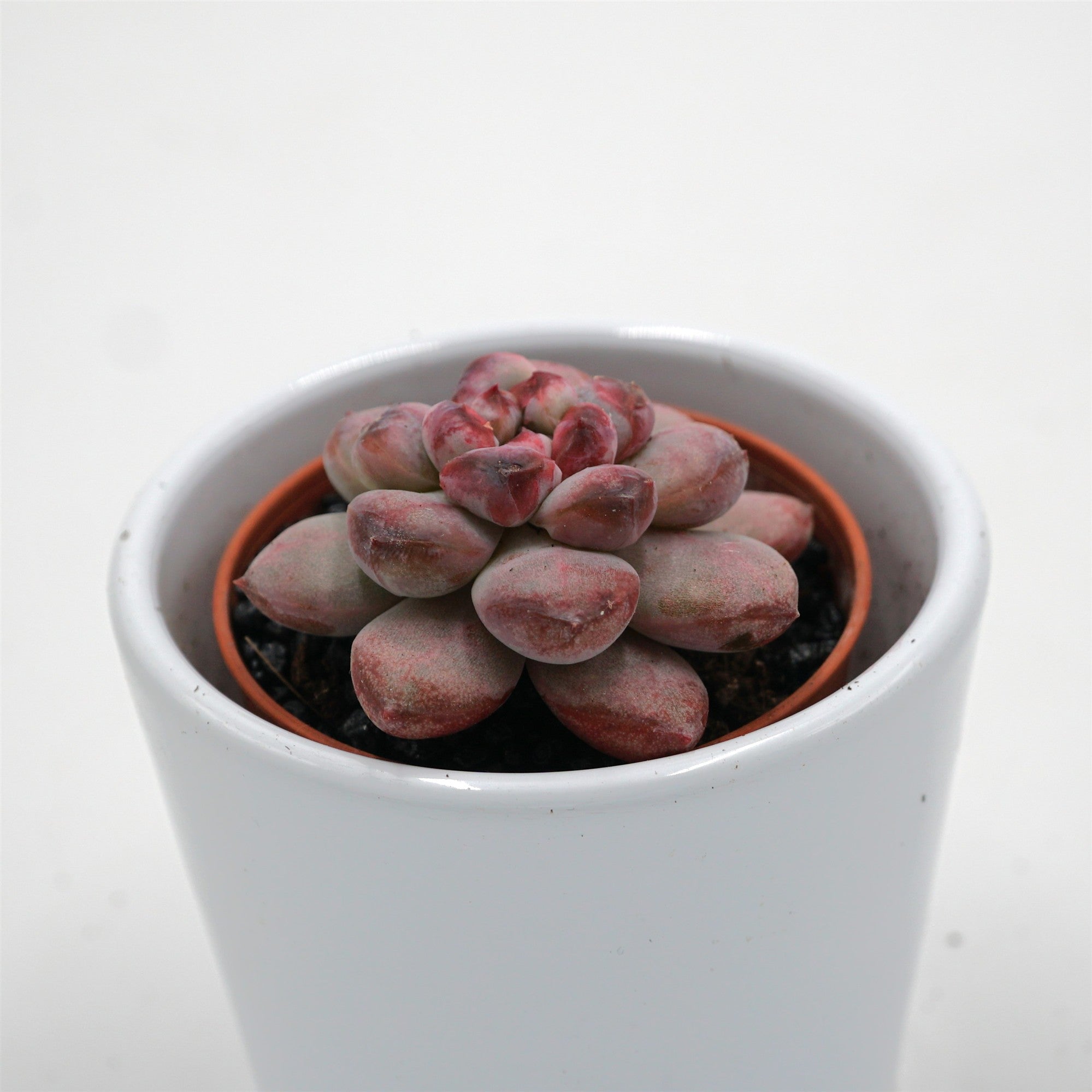 pasiora-x-graptoveria-black-racoon-sukkulente-5-5cm-topf image 1