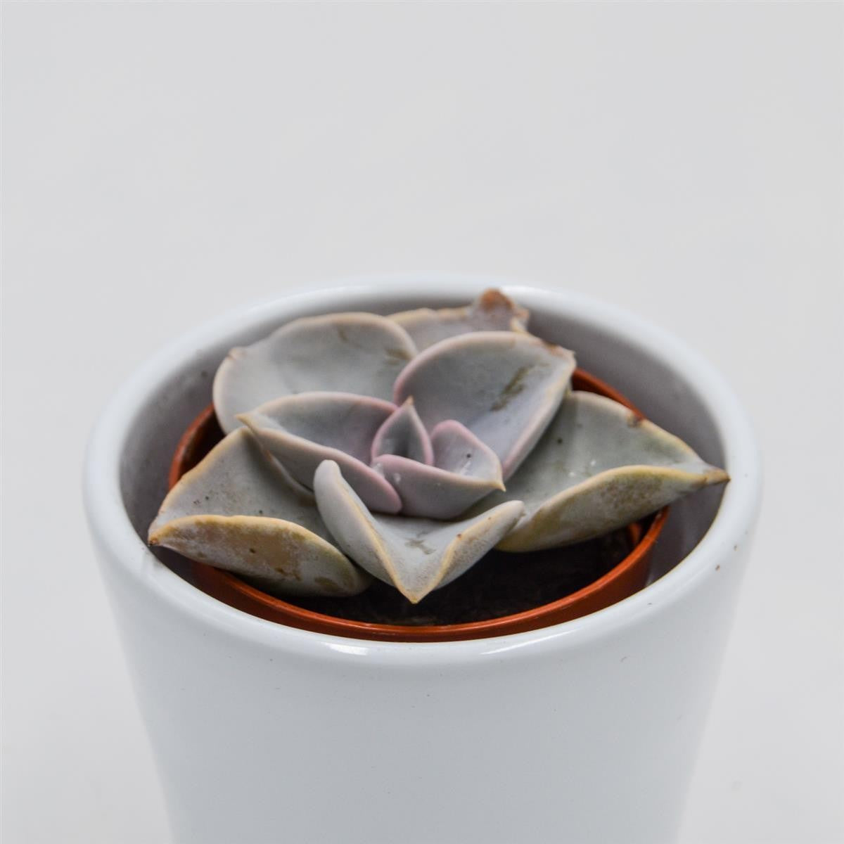 pasiora-echeveria-rodolfi-x-botero-hybride-5-5-cm image 2