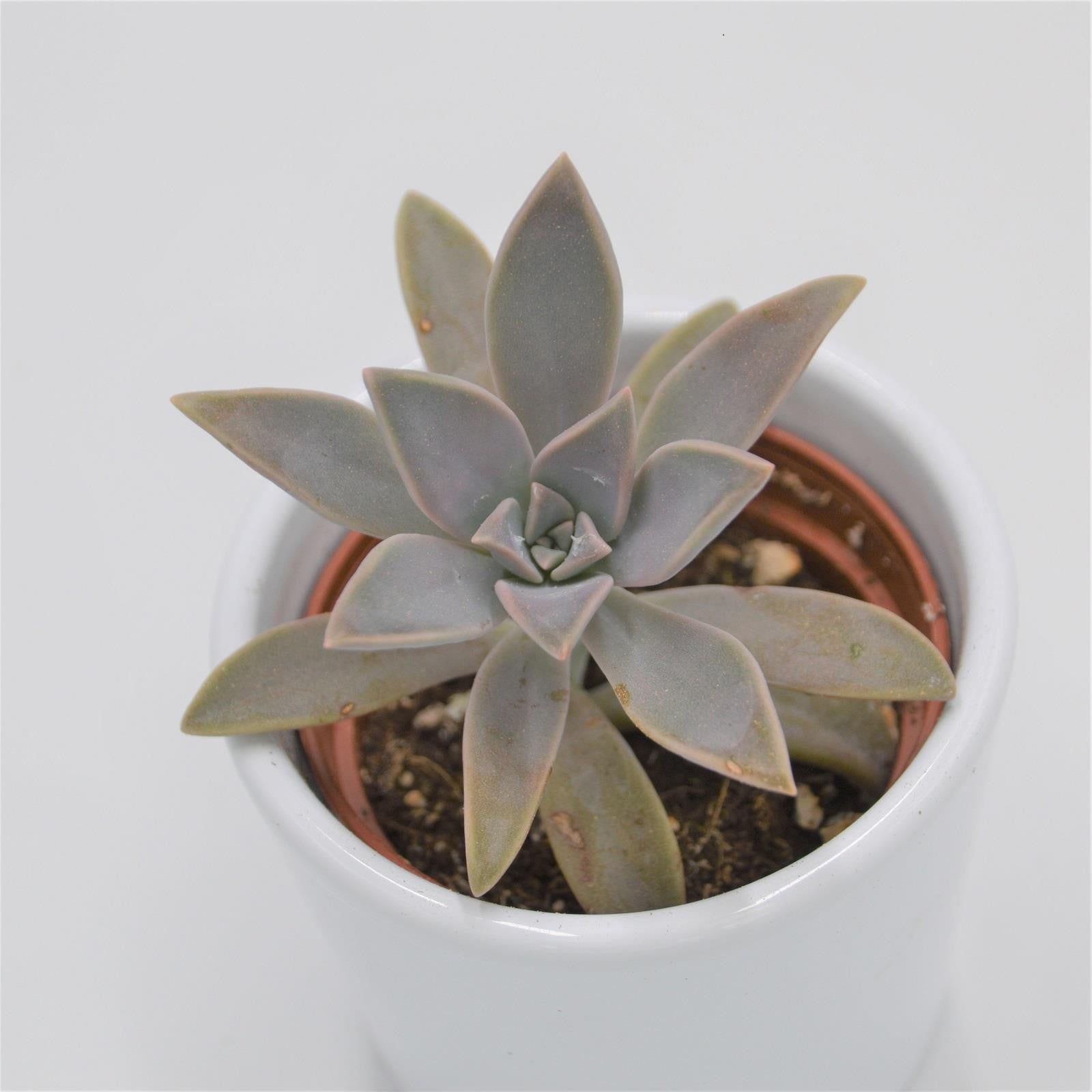 pasiora-graptopetalum-paraguayense-mutterperle-sukkulente-6cm-topf image 1