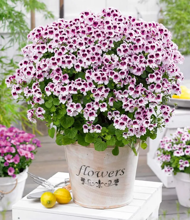 baldur-garten-3x-duft-geranie-mosquitaway-lizzy-im-10-5-cm-topf image 1