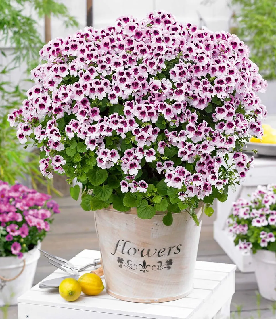 baldur-garten-3x-duft-geranie-mosquitaway-lizzy-im-10-5-cm-topf image 1