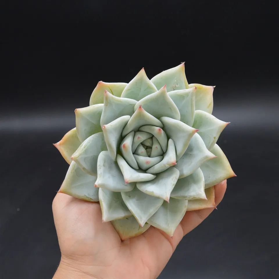 pasiora-echeveria-colorata-tapalpa-steckling-xl-rarit-t image 1