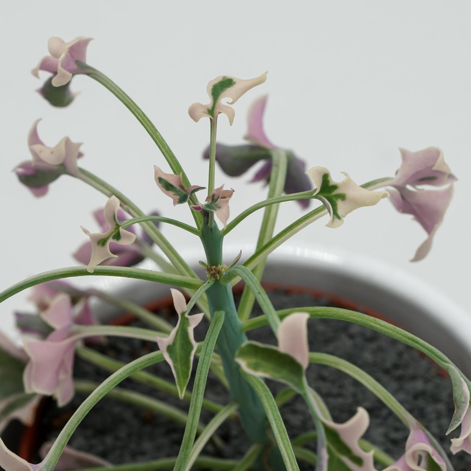pasiora-senecio-articulatus-f-variegata-sukkulente-8-5cm-topf image 7