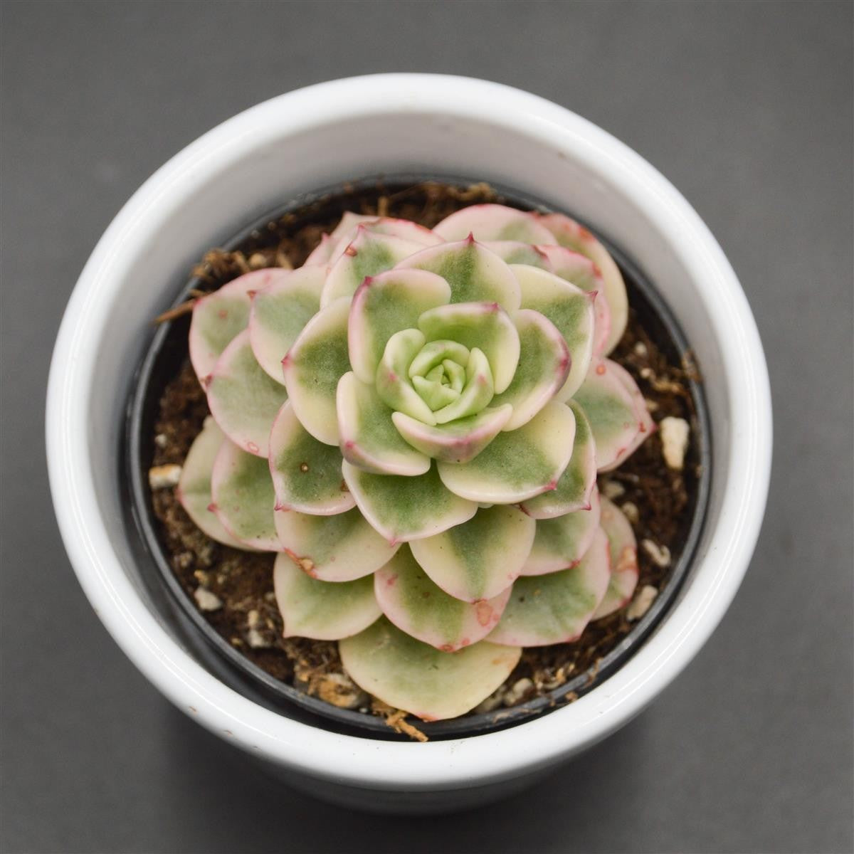 pasiora-x-sedeveria-rolly-f-variegata-sukkulente-6cm-topf image 1