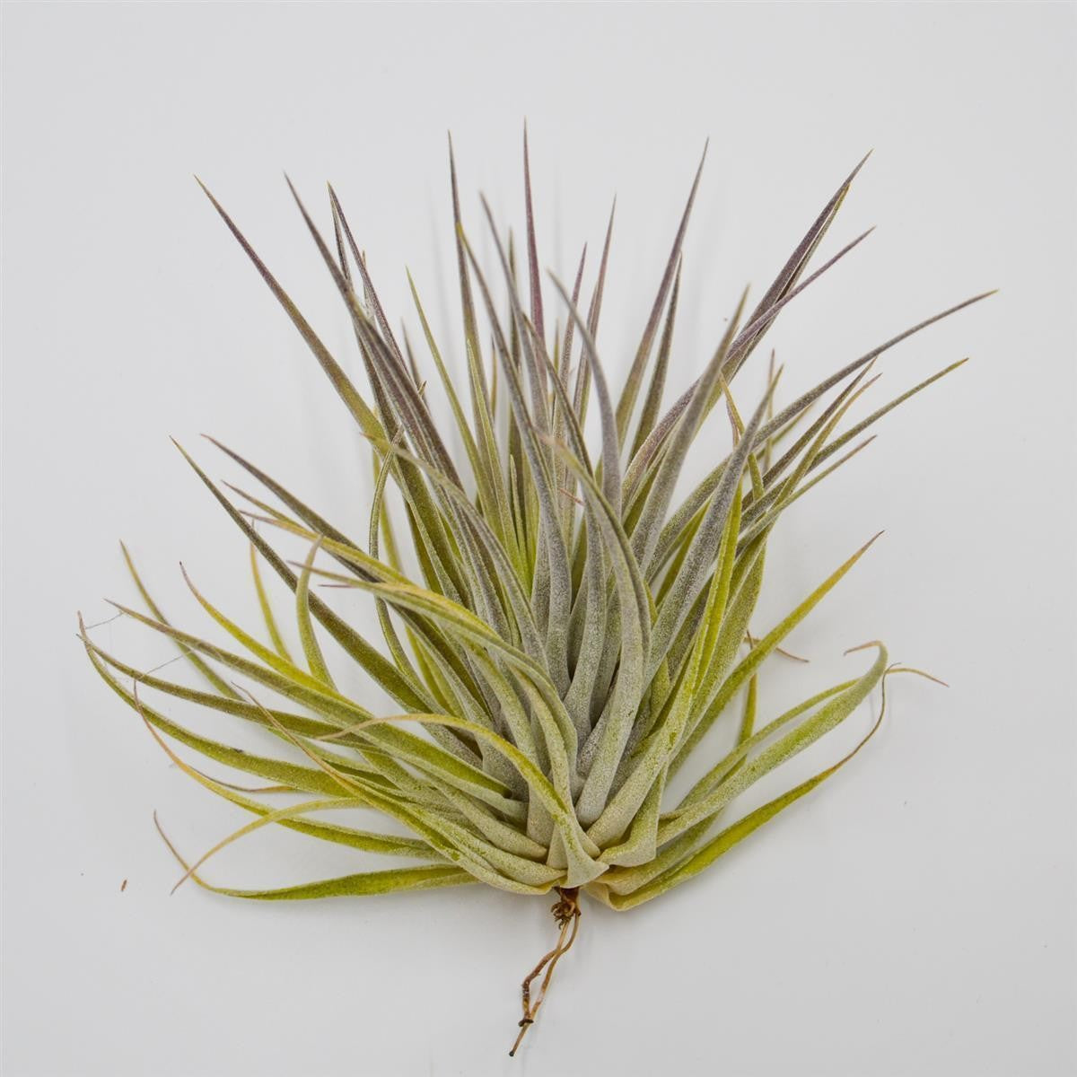 pasiora-tillandsia-plagiotropica-var-purple-bromelie-luftpflanze image 2