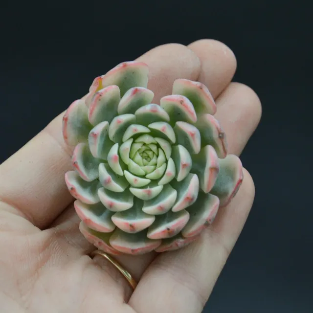 pasiora-echeveria-blue-jasmine-f-variegata-steckling image 1