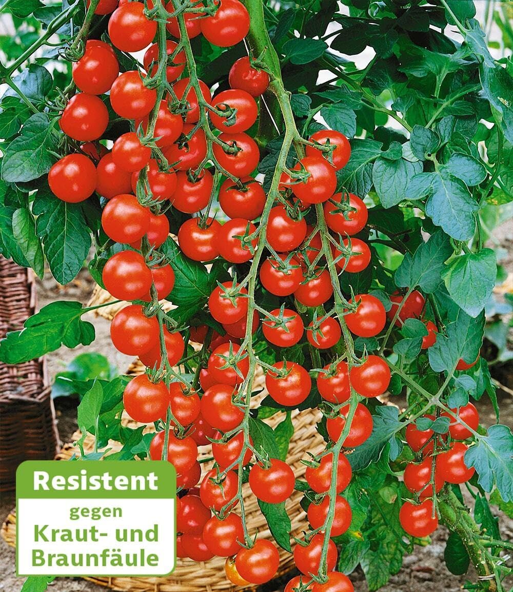 baldur-garten-kirsch-tomate-rubylicious-f1-veredelt-6x-im-10-5-cm-topf image 2