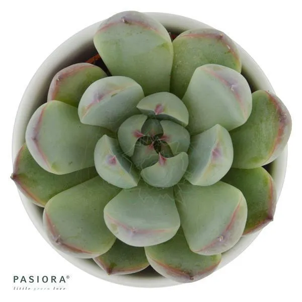 pasiora-echeveria-parva-beatrice-sukkulente-6cm image 1