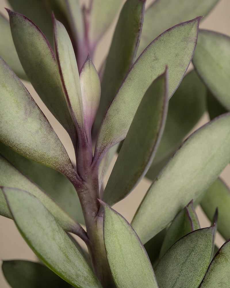 feey-senecio-crassissimus-sukkulente-14er-topf image 8