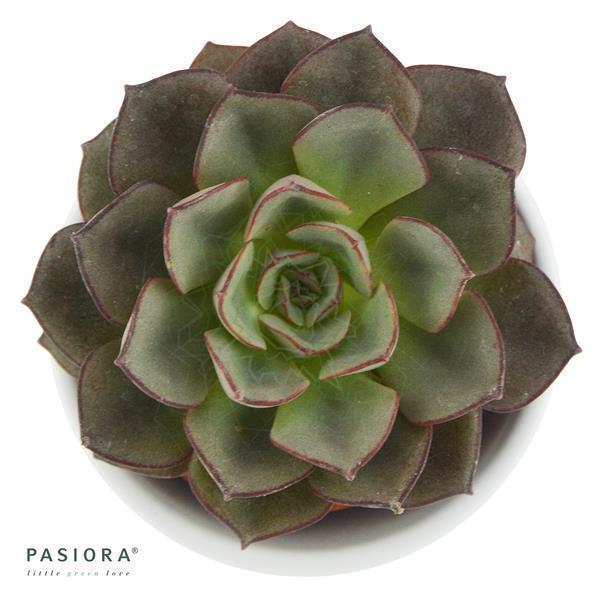 pasiora-echeveria-moranii-echeverie-6cm-topf image 1
