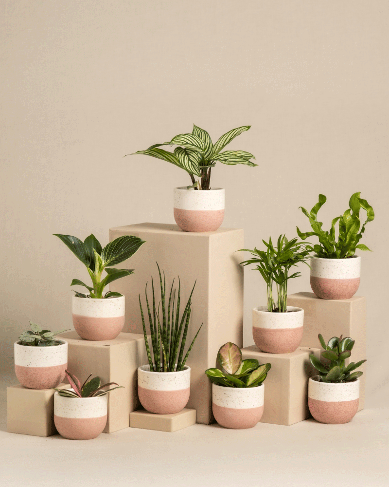 feey-keramik-baby-topfset-variado-9-stk image 2