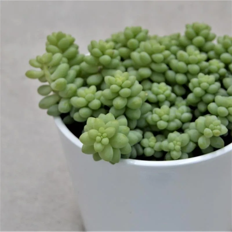 pasiora-sedum-burrito-h-ngesukkulente-12cm-topf image 1