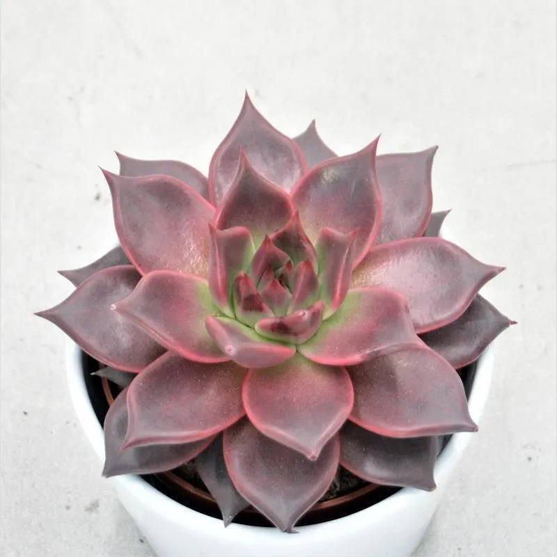 pasiora-echeveria-agavoides-romeo-10-5-cm-topf image 1