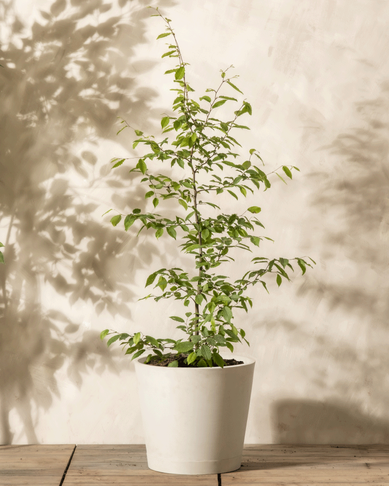 feey-hainbuche-carpinus-betulus-winterharte-heckenpflanze image 4