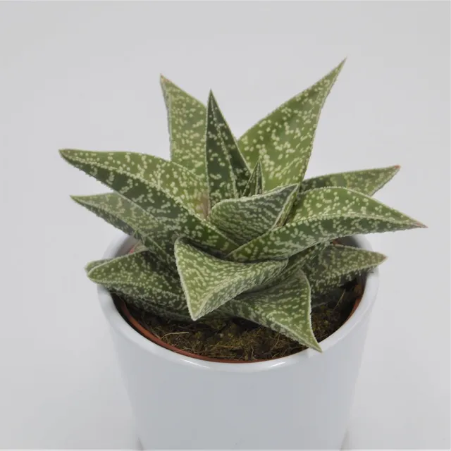 pasiora-aloe-aveo-sukkulente-10-5cm-topf image 1