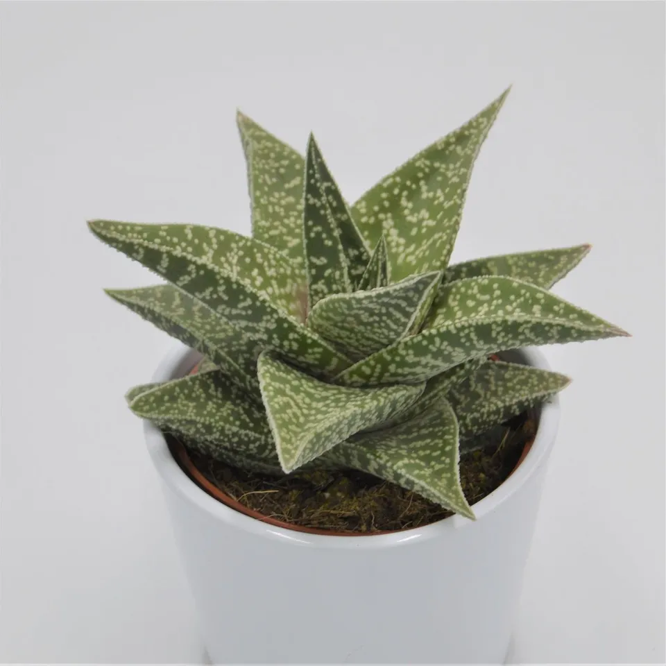 pasiora-aloe-aveo-sukkulente-10-5cm-topf image 1