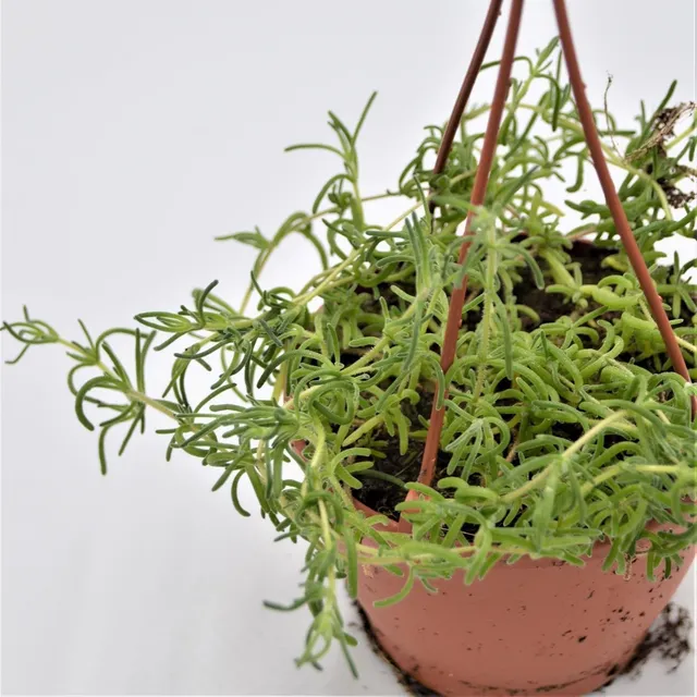 pasiora-senecio-little-star-h-ngeampel-12cm image 1