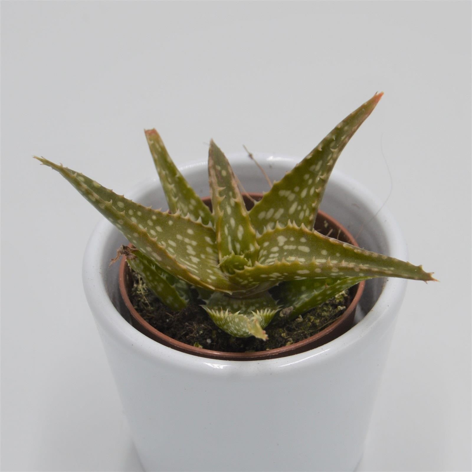 pasiora-aloe-contina-sukkulente-im-5-5cm-topf image 2