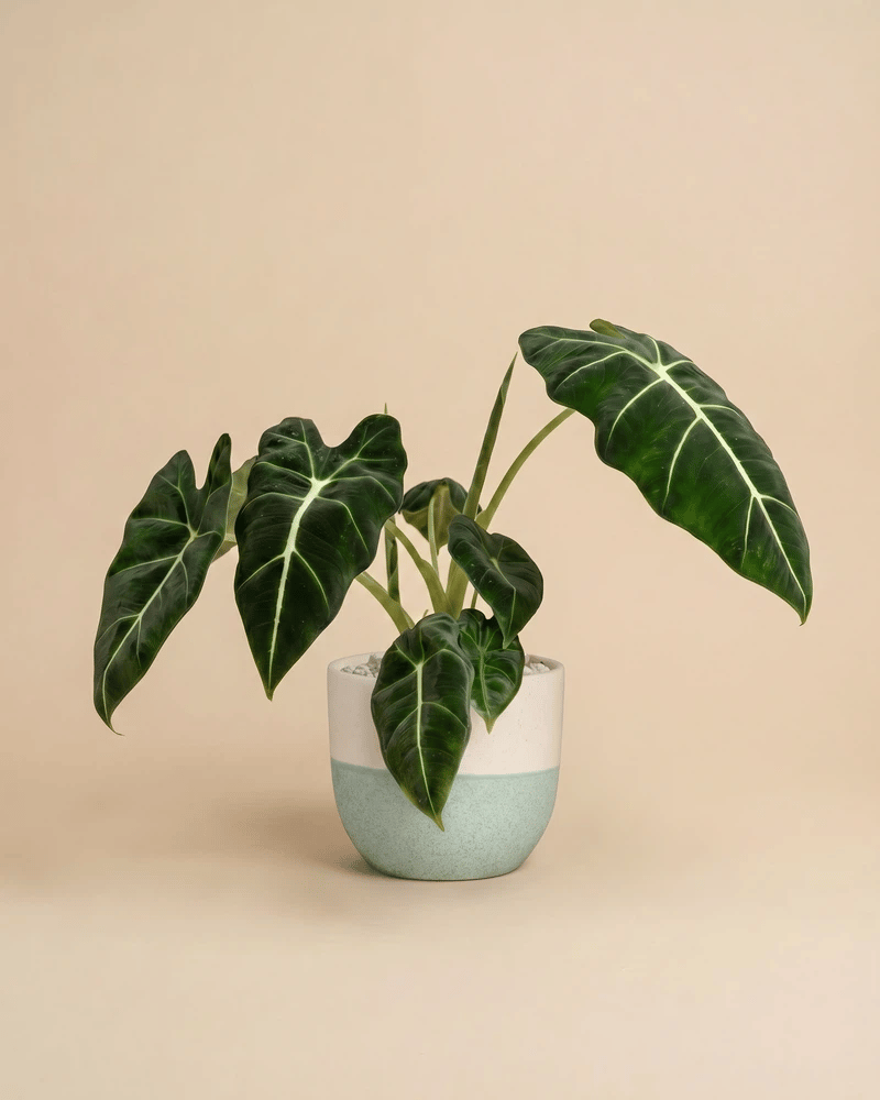 feey-alocasia-frydek-zimmerpflanze image 5