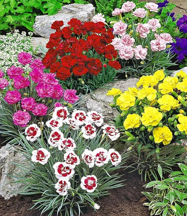 baldur-garten-5er-prachtmischung-duft-gartennelken-dianthus-plumarius-im-9x9-cm- image 1
