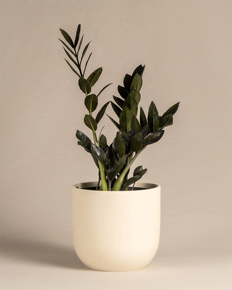 feey-schwarze-gl-cksfeder-zamioculcas-raven-zimmerpflanze image 6