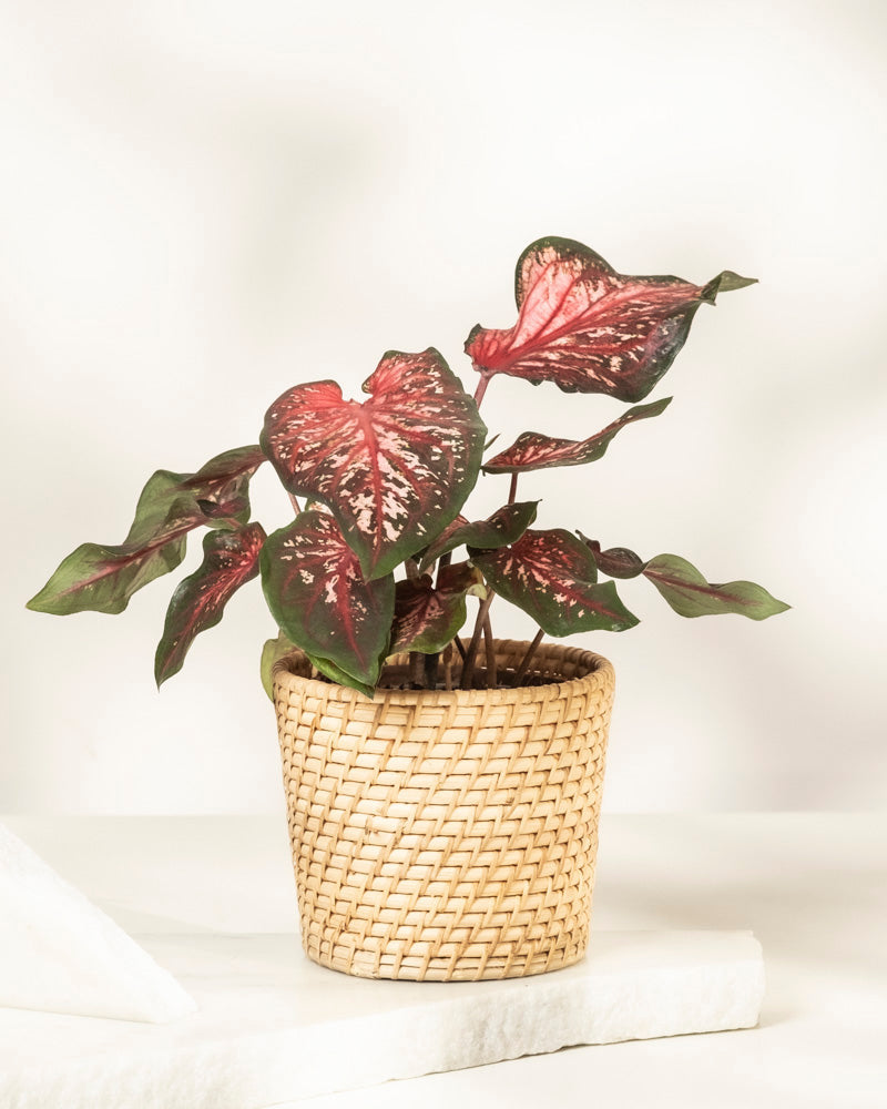 feey-caladium-desert-sunset-zimmerpflanze-klein-mittel image 5