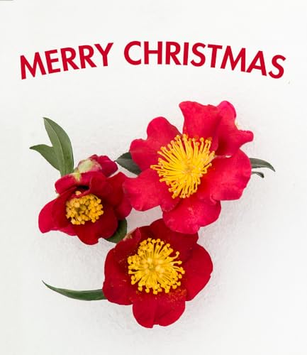 baldur-garten-winterbl-her-kamelie-yuletide-im-15-cm-topf image 6