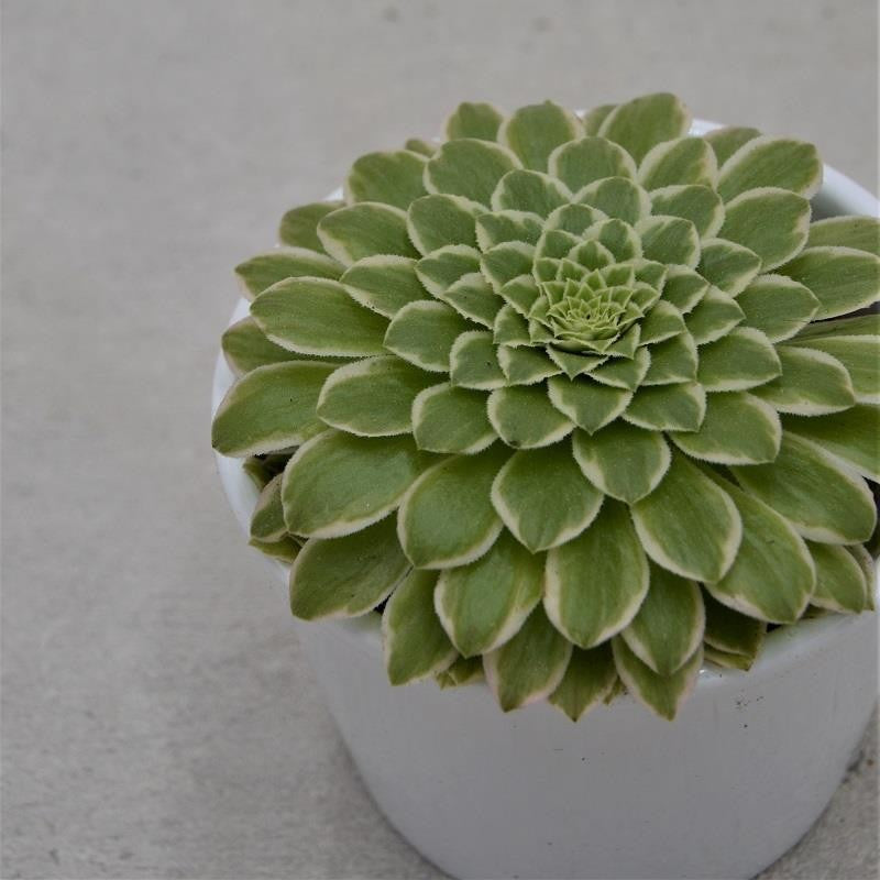 pasiora-aeonium-emerald-ice-sukkulente-8-5cm-topf image 1