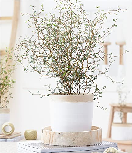 baldur-garten-maori-sophora-little-baby-11-cm-topf-zimmerpflanze image 5