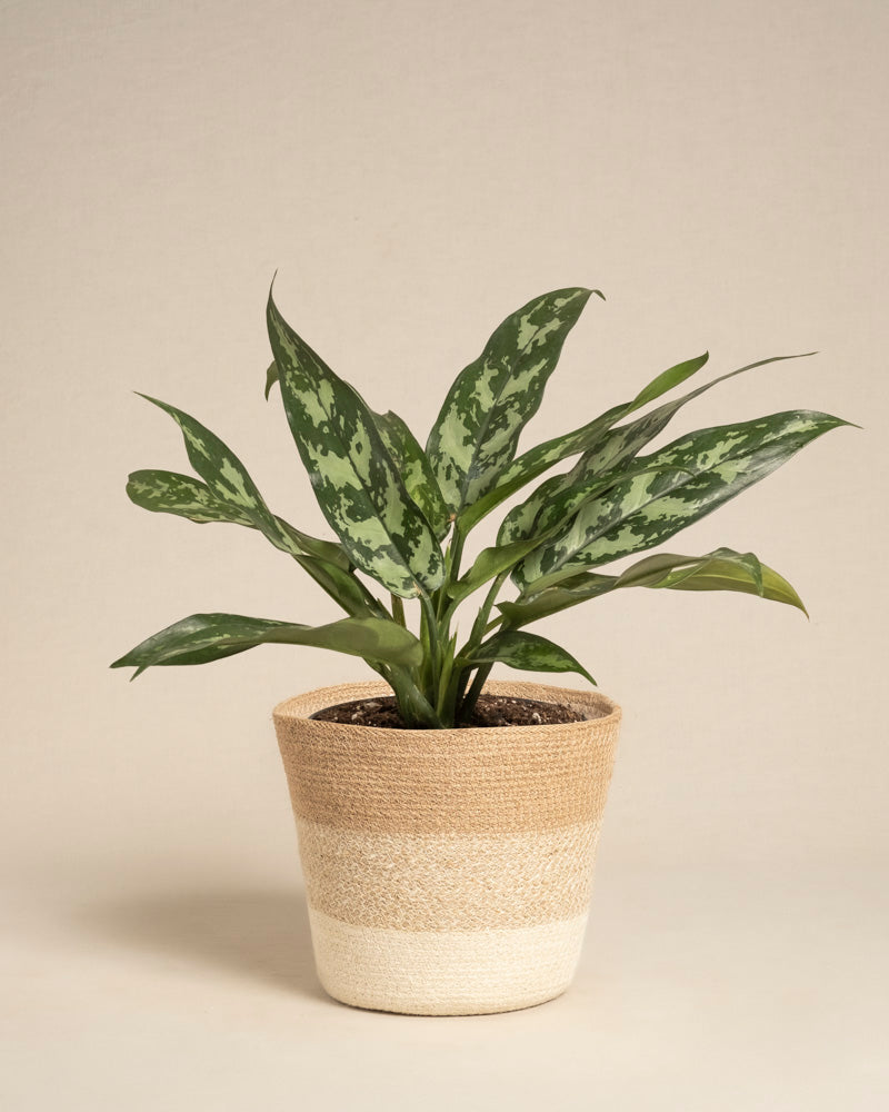 feey-aglaonema-maria-zimmerpflanze image 6